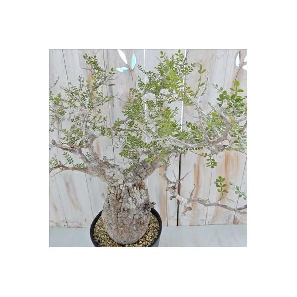 日本花キ流通 多肉植物 caオペルクリカリア パキプス 現品販売 0822-10