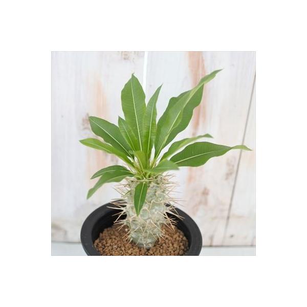 日本花キ流通 多肉植物 caパキポディウム フィフェレネンセ
