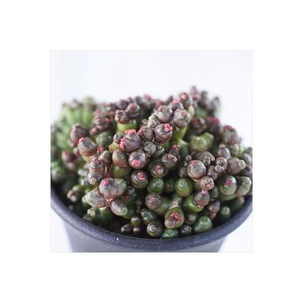 多肉植物 Caマミラリア ボカサナ フレッド タイプb 06 10 多肉植物 サボテン 現品販売 7 5