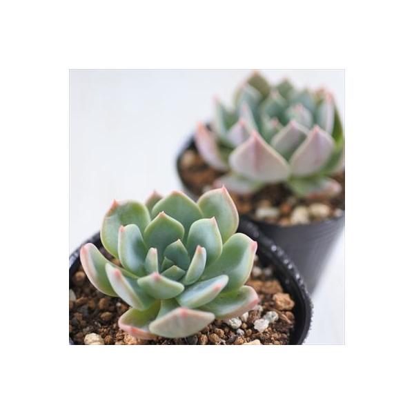 多肉植物 Hmエケベリア 特価品コーナー トリネンシス エケベリア 6cmポット