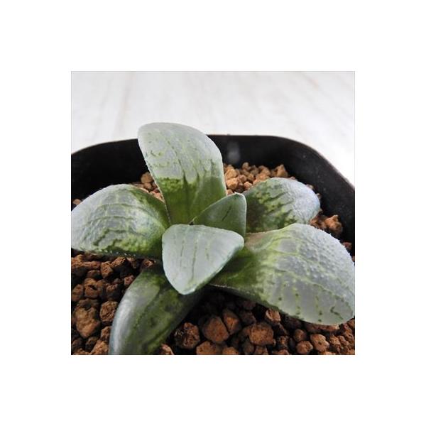 多肉植物 Niハオルチア タイガーピグ錦 毛蟹交配種 N水晶コンプト 実生苗