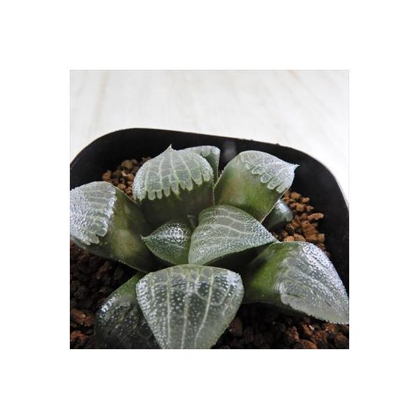 おトク Niハオルチア 特網zコレクタ 塚原特網コレクタ特選 N水晶コンプト実生特選 実生苗 多肉植物 ハオルチア 現品販売 0904 7 5cmポット カクタスニシさん苗