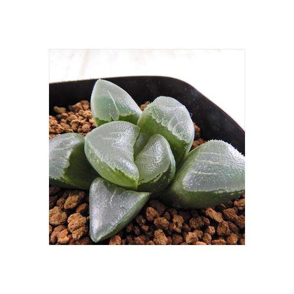 多肉植物 Niハオルチア 雪月華 ピグマエア 月影 ミュータントピグマエア 実生苗 多肉植物