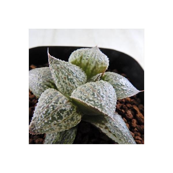 多肉植物 Niハオルチア Esterhuizenii E Albertina H Splendens Marx 11 お求めやすく価格改定 ハオルチア 12 現品販売 7 5cmポット カクタスニシさん苗 0904 32 実生苗