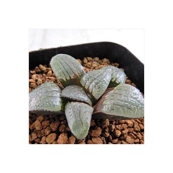 多肉植物 Niハオルチア 魔子 スプリング交配美種 Ns2 スプリング交配特選 7 5cmポット 0904 42 ハオルチア レビューを書けば送料当店負担 現品販売 実生苗 カクタスニシさん苗