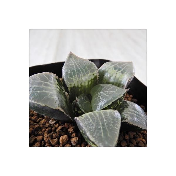 多肉植物 Niハオルチア 天界 巨大コンプト交配種 N水晶コンプト 実生苗 多肉