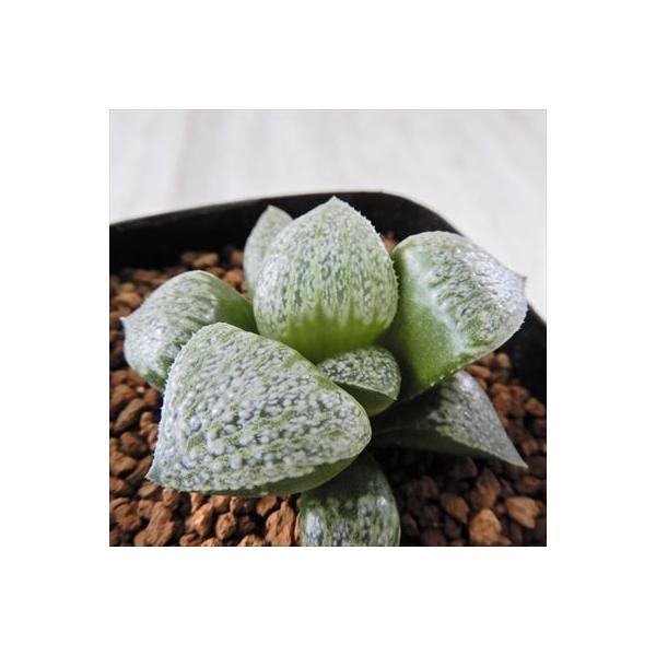 Niハオルチア Mr Silviae Gm452 N1スプレンデンス Splendens Rollason 実生苗 多肉植物 カクタスニシ