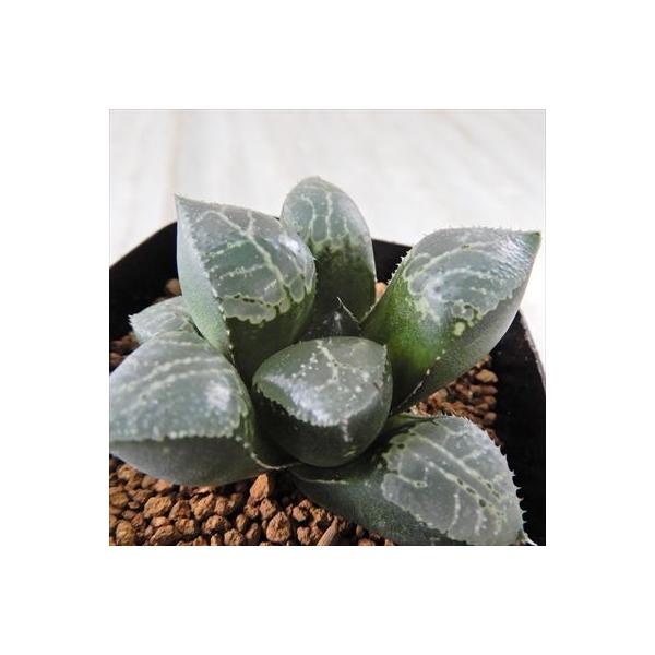 Niハオルチア 数量限定 Jm1 水晶系コンプト実生特選 安曇 コンプト実生特選 実生苗 カクタスニシさん苗 7 5cmポット 多肉植物 ハオルチア 0904 現品販売