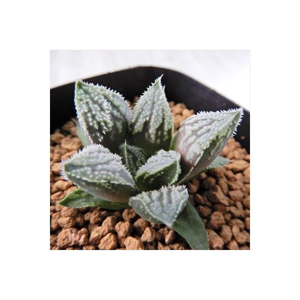 多肉植物 Niハオルチア 銀世界 白帝城 銀帝白 多肉植物 ハオルチア