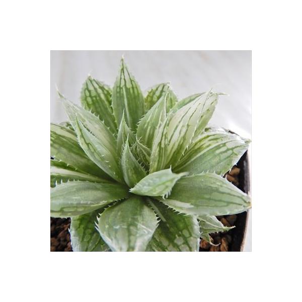 多肉植物 Niハオルチア ボルシー錦 全商品オープニング価格 Am 1 カクタスニシさん苗 7 5cmポット 0904 109 ハオルチア 現品販売