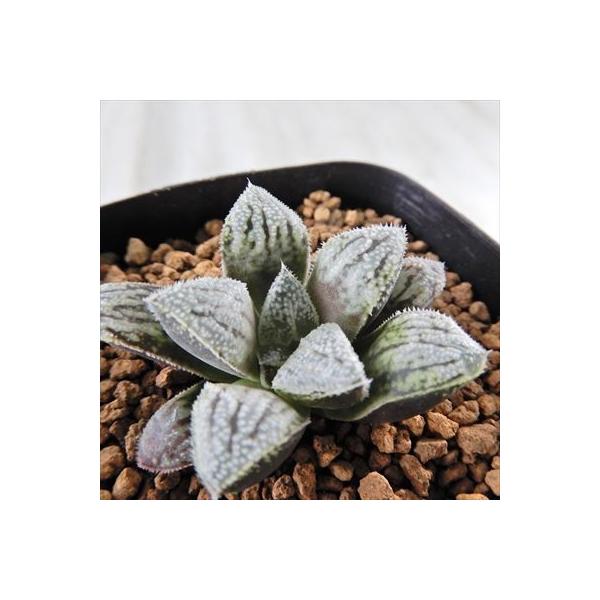 多肉植物 Niハオルチア 濃白銀ピクタ ウィミー交配種 Ns 2 多肉植物 カクタスニシ