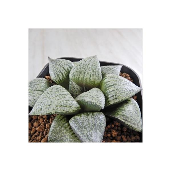 Niハオルチア Ru2 白銀ピクタ交配種 舞い姫 白銀ピクタ ピクタ型レツーサ 実生苗 9cmポット 0904 125 現品販売 ハオルチア 日本製 カクタスニシさん苗 多肉植物