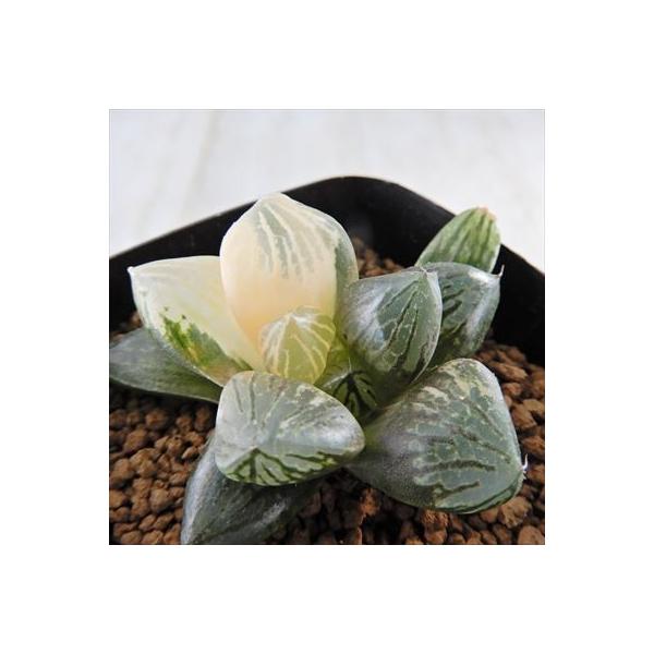 多肉植物 Niハオルチア 紫の大窓特美 大紫水晶オブツーサ 斑入り 多肉