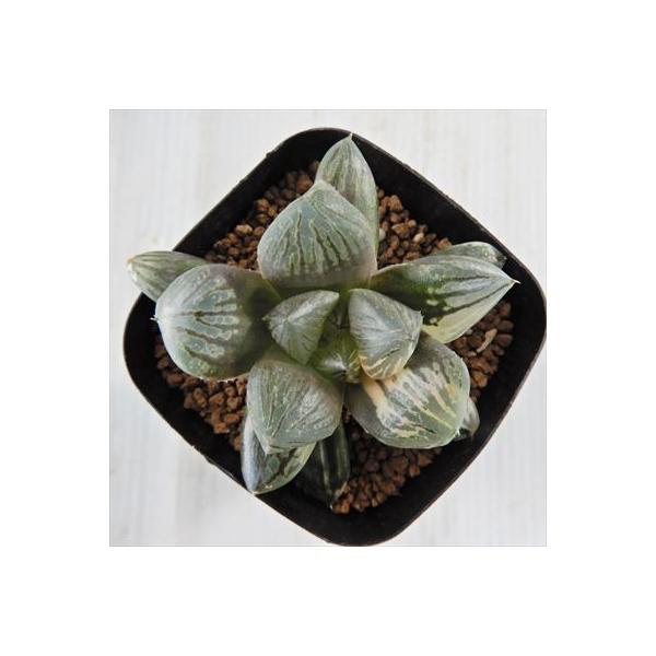 格安saleスタート 多肉植物 Niハオルチア 紫の大窓特美 大紫水晶オブツーサ 斑入り 現品販売 7 5cmポット ハオルチア カクタスニシさん苗 0904 133