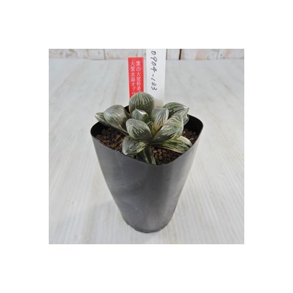 多肉植物 Niハオルチア 購入 紫の大窓特美 大紫水晶オブツーサ 斑入り 7 5cmポット カクタスニシさん苗 0904 133 ハオルチア 現品販売