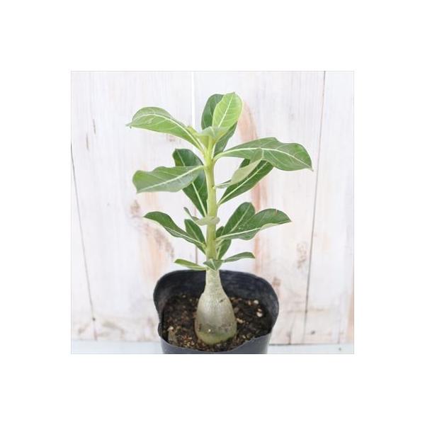 ●【本日特価】現地球 大株 赤肌 アデニウム ソマレンセ □【本日特価】現地球 大株 赤肌 アデニウム ソマレンセ - メルカリ