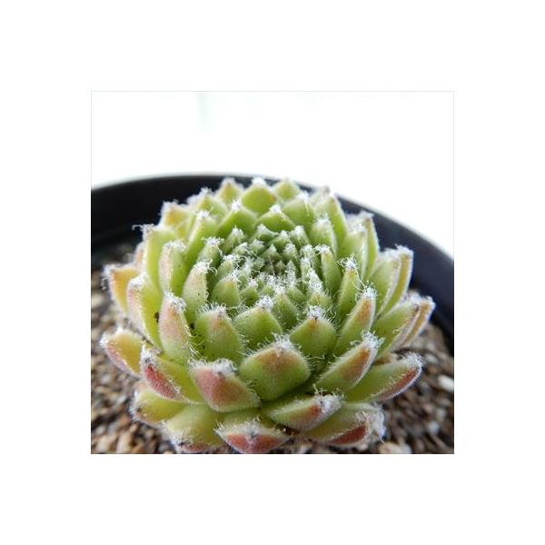 日本花キ流通 多肉植物 grセンペルビウム ネバデンセ 7.5cmポット