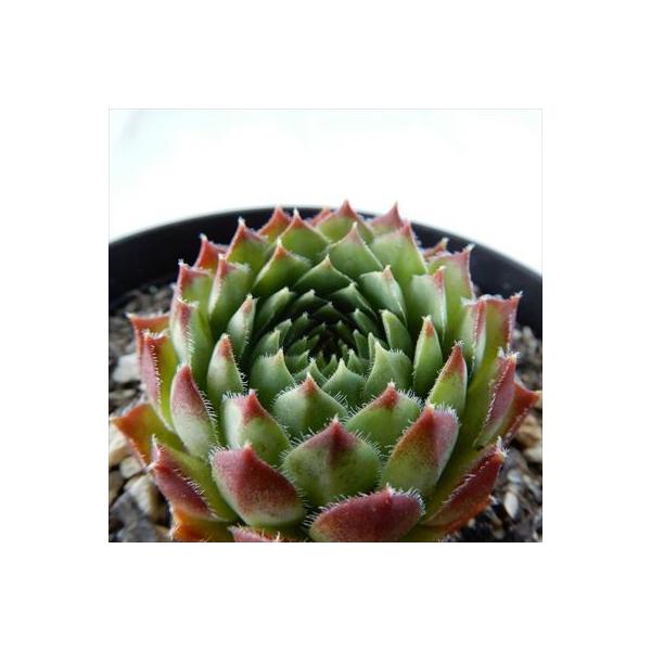多肉植物 Grセンペルビウム ブラック バーゲンセール センペルビウム 7 5cmポット ミニ
