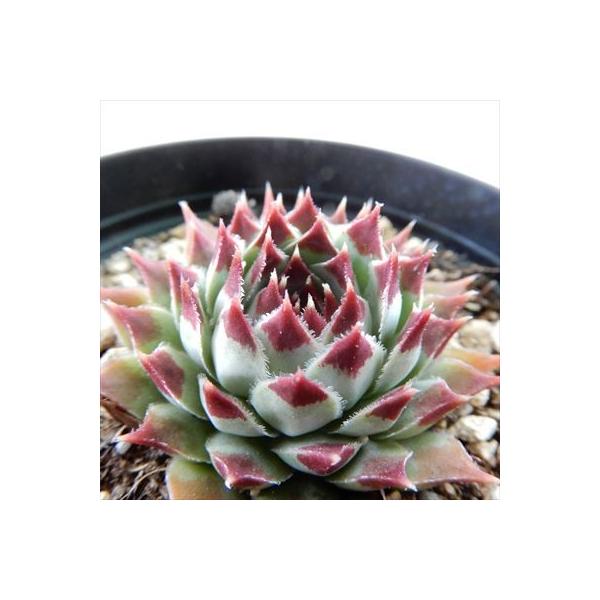 日本花キ流通 多肉植物 grセンペルビウム カルカレウム ニグルム 7.5cm