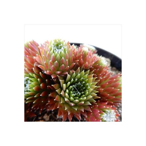 センペルビウム　アマンダ 日本花キ流通 多肉植物 grセンペルビウム アフィン 7.5cmポット