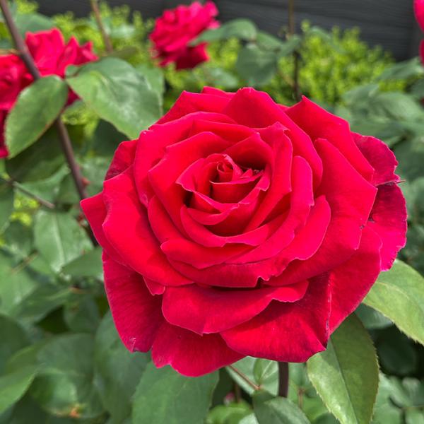 日本花キ流通 予約販売 バラ苗 バラ大苗 大輪 ミスターリンカーン