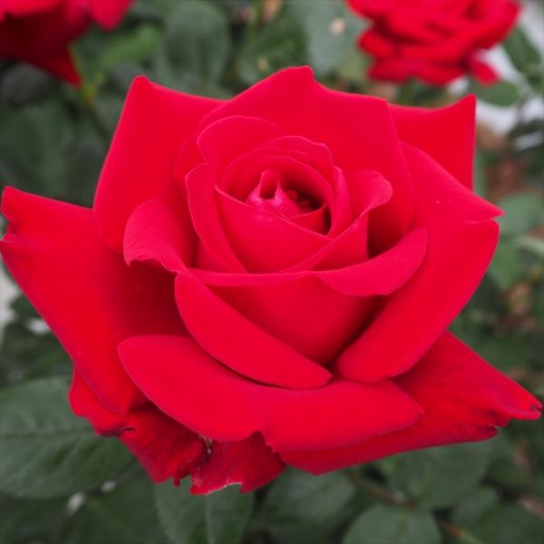 予約販売 バラ苗 バラ大苗 大輪 イングリット・バーグマン 四季咲き 薔薇 ばら イングリッドバーグマン 赤 troe 12月中旬以降発送