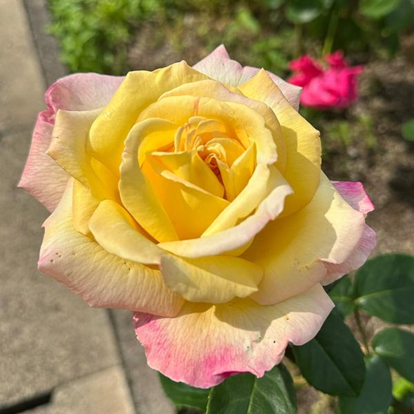 日本花キ流通 予約販売 バラ苗 バラ大苗 大輪 ピース 四季咲き 薔薇