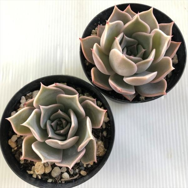 多肉植物 Skエケベリア チェリークイーン 超激得sale 7 5cmポット エケベリア