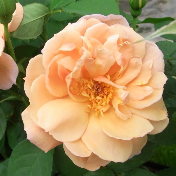 日本花キ流通 予約販売 バラ苗 バラ大苗 中輪 カフェ 四季咲き 薔薇