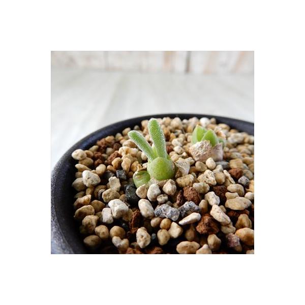 ■日当たり日当たりは明るいところを好みますが、直射日光は避けて風通しの良い場所で管理してください。■水やり水やりは土の表面が乾いていたら与えてください。■サイズ・その他7.5cmポット 1ポット※個体差がありますのでご了承ください。※鉢の形...