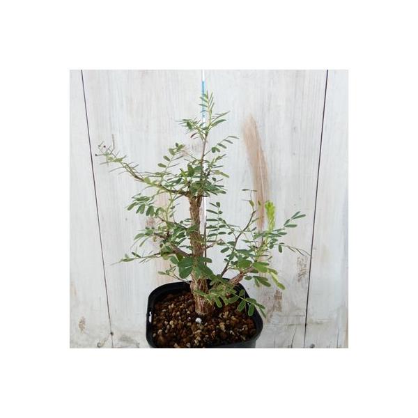 多肉植物 Caセンナ メリディオナリス 実生苗 0925 02 コーデックス 現品販売 10 5cmポット