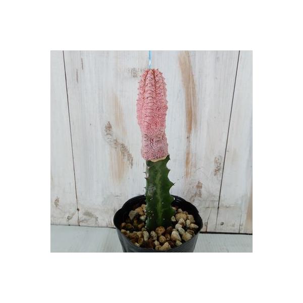 Sale 多肉植物 Caユーフォルビア アブデルクリ ダマスク 0925 05 コーデックス 現品販売 10 5cmポット
