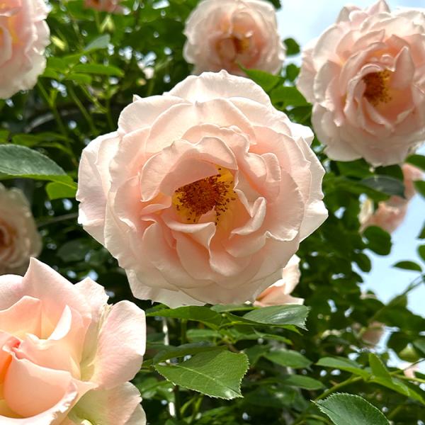 日本花キ流通 予約販売 バラ苗 バラ大苗 つるバラ つるロココ