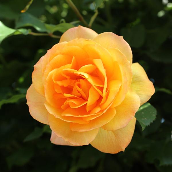 薔薇　バラ 日本花キ流通 予約販売 バラ苗 バラ大苗 つるバラ サハラ98 薔薇