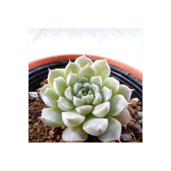 多肉植物 Hmエケベリア メキシコミニマ 多肉植物 エケベリア 6cmポット Suaratabanan Id