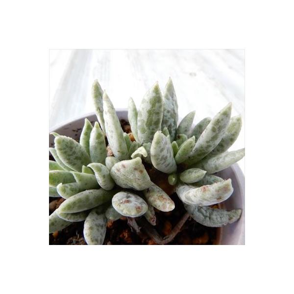 多肉植物 Hmアドロミスクス シュルドチアヌス 6cmポット アドロミスクス 特価キャンペーン