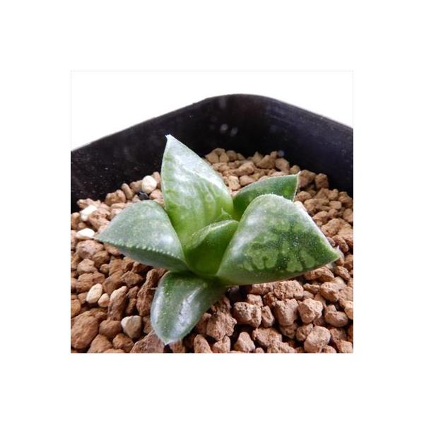 多肉植物 Niハオルチア 安い 激安 プチプラ 高品質 コンプト交配特選 ツタンカーメン 7 5cmポット ハオルチア