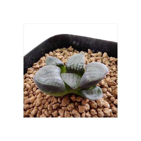 多肉植物 Niハオルチア スプリング交配特選 猫a 多肉植物 ハオルチア 7 5cmポット Maxim