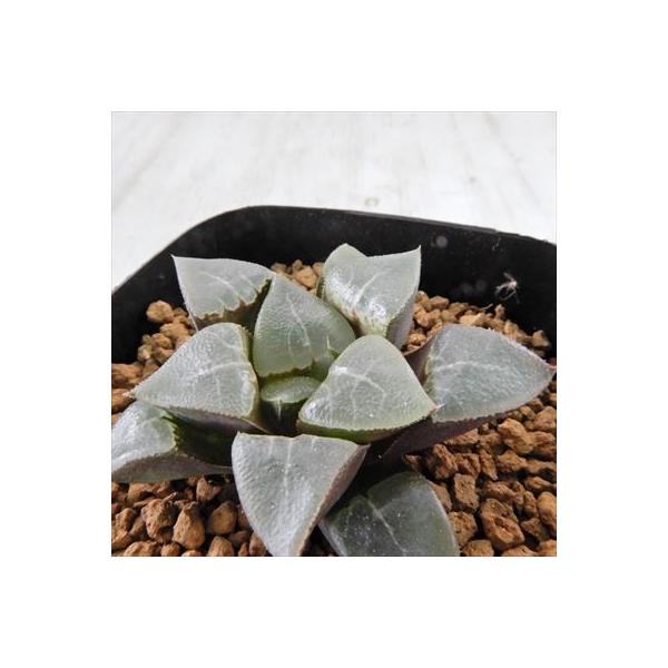 多肉植物 niハオルチア コレクタ実生特選 竜髭 ハオルチア 7.5cm