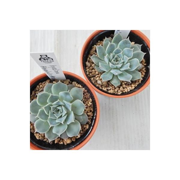 期間限定 多肉植物 Yukエケベリア Hyalina Ahualulco 実生 エケベリア 6cmポット