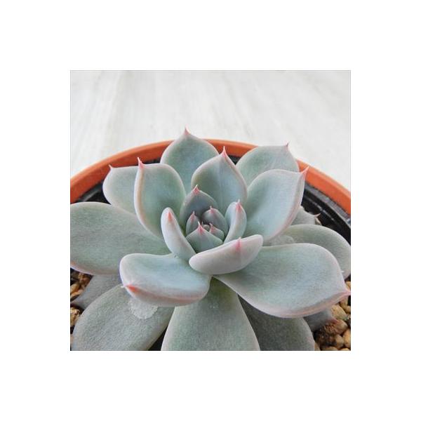 多肉植物 yukエケベリア ラウリンゼ×E.sp nov Puebula 優木園さんの苗
