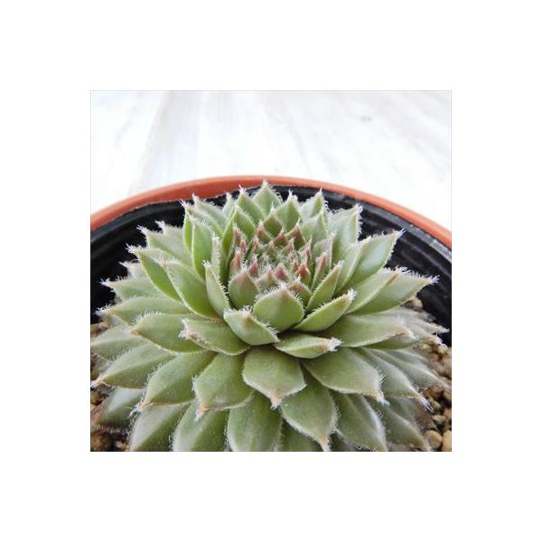 多肉植物 Yukセンペルビウム タルト 多肉植物 センペルビウム 6cmポット Indicare Co In