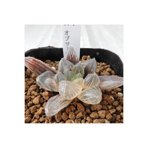 多肉植物 Niハオルチア レッドレンズオブツーサ錦 多肉植物 カクタスニシさん苗 ハオルチア 1010 07