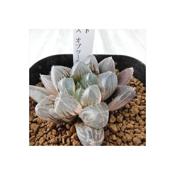 年中無休 多肉植物 Niハオルチア レッドレンズオブツーサ錦 カクタスニシさん苗 7 5cmポット 1010 08 現品販売 ハオルチア