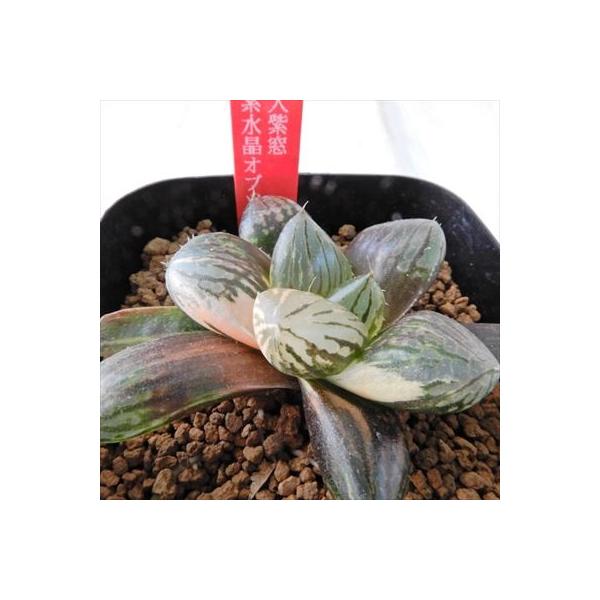 多肉植物 メーカー再生品 Niハオルチア 巨大紫窓 大紫水晶オブツーサ錦 カクタスニシさん苗 1010 11 7 5cmポット 現品販売 ハオルチア