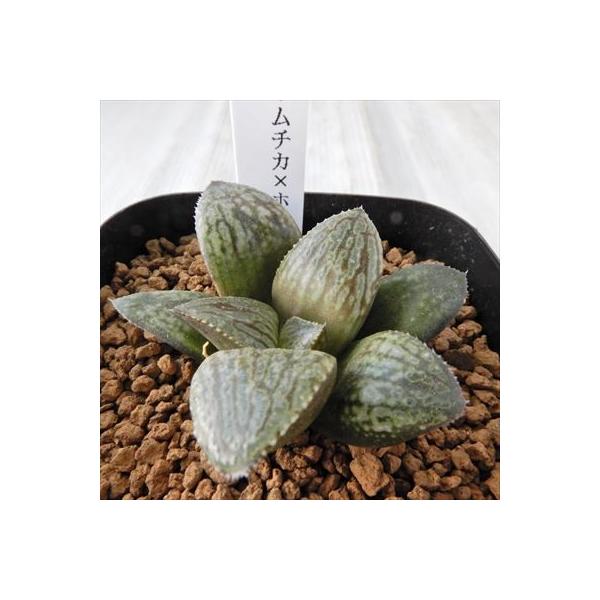 多肉植物 Niハオルチア シルバームチカ ホワイトウルフ ピエロ カクタスニシさん苗 7 5cmポット 安値 ハオルチア 現品販売 1010 14