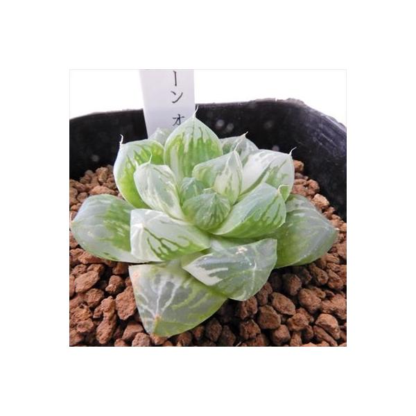 多肉植物 Niハオルチア 巨大グリーンオブツーサ ギフト マックス錦 カクタスニシさん苗 1010 7 5cmポット 現品販売 ハオルチア