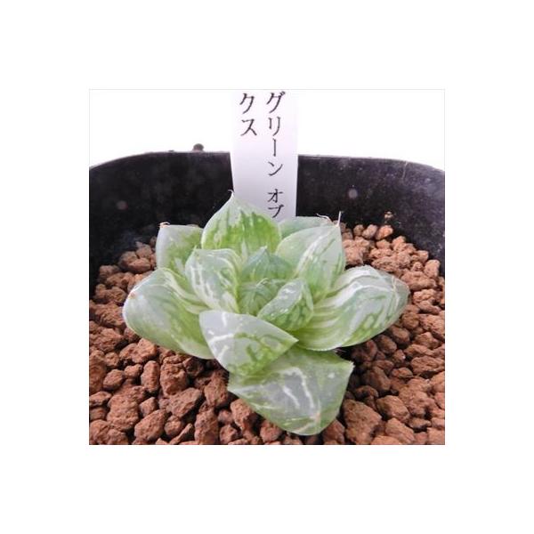 多肉植物 Niハオルチア 巨大グリーンオブツーサ マックス錦 超美品再入荷品質至上 カクタスニシさん苗 現品販売 7 5cmポット ハオルチア 1010 22