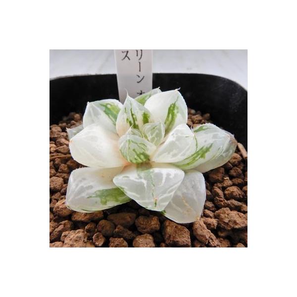 多肉植物 Niハオルチア 巨大グリーンオブツーサ マックス錦 多肉植物 カクタスニシさん苗 ハオルチア 1010