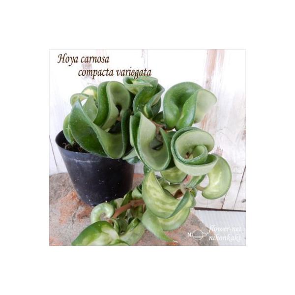 ホヤ カルノーサ コンパクタ バリエガータ 黄斑 ロング 観葉植物 7 5cmポット インテリア Circlehinternational Org